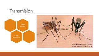 Transmisión
Aedes
aegypti
Aedes
albopictus
 