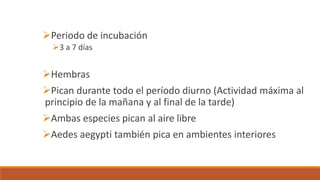 Periodo de incubación
3 a 7 días
Hembras
Pican durante todo el período diurno (Actividad máxima al
principio de la mañana y al final de la tarde)
Ambas especies pican al aire libre
Aedes aegypti también pica en ambientes interiores
 