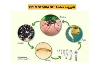 CICLO DE VIDA DEL Aedes aegypti
 