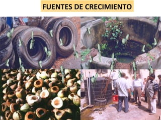 FUENTES DE CRECIMIENTO
 