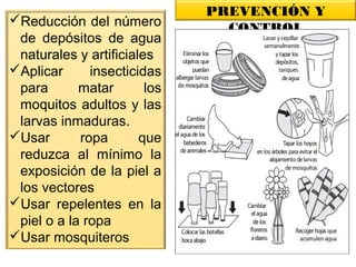 PREVENCIÓN Y
CONTROL
Reducción del número
de depósitos de agua
naturales y artificiales
Aplicar insecticidas
para matar los
moquitos adultos y las
larvas inmaduras.
Usar ropa que
reduzca al mínimo la
exposición de la piel a
los vectores
Usar repelentes en la
piel o a la ropa
Usar mosquiteros
 