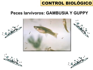 CONTROL BIOLÓGICO
Peces larvívoros: GAMBUSIA Y GUPPY
 