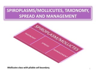 SPIROPLASMS/MOLLICUTES, TAXONOMY,
SPREAD AND MANAGEMENT
1
Mollicutes class with pliable cell boundary.
 