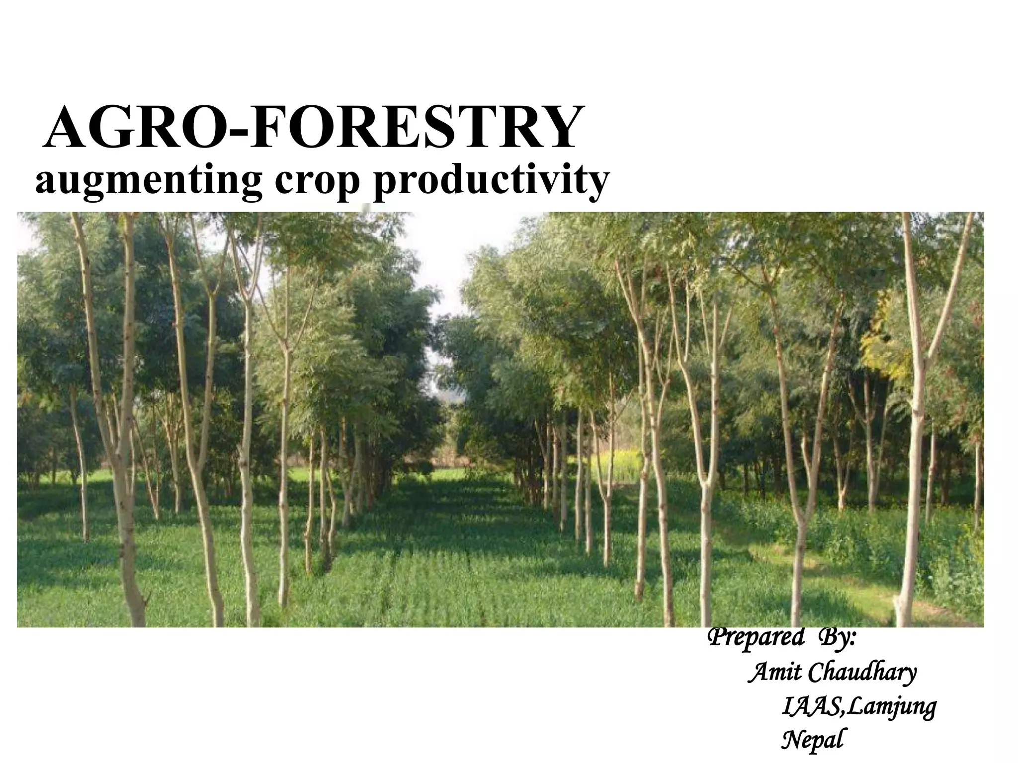 Role of agroforestry in augmenting crop productivity | PPTX