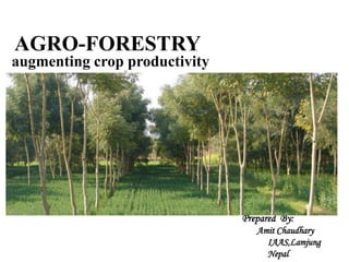 AGRO-FORESTRY
augmenting crop productivity
Prepared By:
Amit Chaudhary
IAAS,Lamjung
Nepal
 