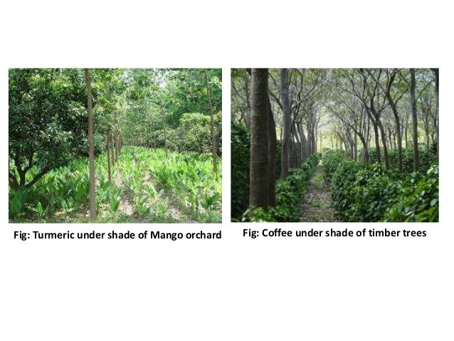 Role of agroforestry in augmenting crop productivity