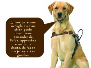Si une personne
aveugle avec un
chien-guide
devait vous
demander de
l'aide, approchez
vous par la
droite, de façon
que je reste à sa
gauche.
 