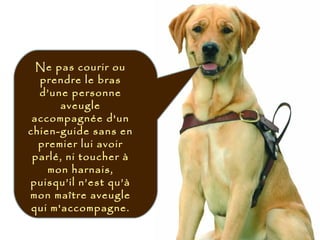 Ne pas courir ou
prendre le bras
d’une personne
aveugle
accompagnée d'un
chien-guide sans en
premier lui avoir
parlé, ni toucher à
mon harnais,
puisqu’il n’est qu’à
mon maître aveugle
qui m'accompagne.
 