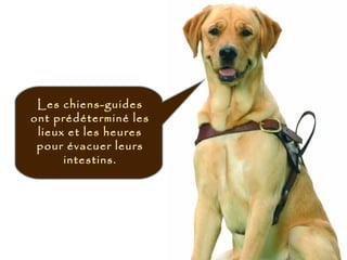 Les chiens-guides
ont prédéterminé les
lieux et les heures
pour évacuer leurs
intestins.
 