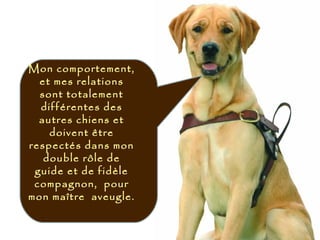 Mon comportement,
et mes relations
sont totalement
différentes des
autres chiens et
doivent être
respectés dans mon
double rôle de
guide et de fidèle
compagnon, pour
mon maître aveugle.
 