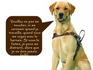 Veuillez ne pas me
toucher, ni me
caresser quand je
travaille, quand vous
me voyez avec le
harnais. Si vous le
faites, je peux me
distraire, alors que
je ne dois jamais
faillir.
 