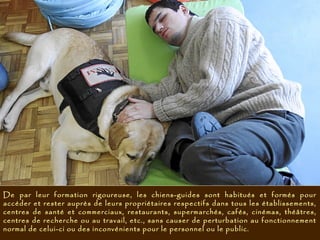 De par leur formation rigoureuse, les chiens-guides sont habitués et formés pour
accéder et rester auprès de leurs propriétaires respectifs dans tous les établissements,
centres de santé et commerciaux, restaurants, supermarchés, cafés, cinémas, théâtres,
centres de recherche ou au travail, etc., sans causer de perturbation au fonctionnement
normal de celui-ci ou des inconvénients pour le personnel ou le public.
 