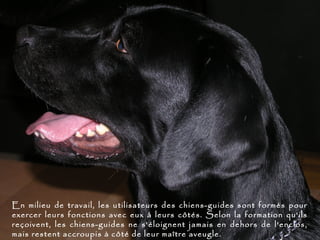 En milieu de travail, les utilisateurs des chiens-guides sont formés pour
exercer leurs fonctions avec eux à leurs côtés. Selon la formation qu'ils
reçoivent, les chiens-guides ne s'éloignent jamais en dehors de l'enclos,
mais restent accroupis à côté de leur maître aveugle.
 