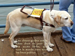 Les chiens-guides ont le
même droit de jouir de
ces accès libres, que
tout le monde dans tous
les lieux publics.
 