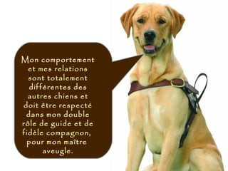 Mon comportement
et mes relations
sont totalement
différentes des
autres chiens et
doit être respecté
dans mon double
rôle de guide et de
fidèle compagnon,
pour mon maître
aveugle.
 