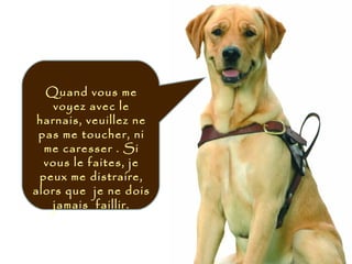 Quand vous me
voyez avec le
harnais, veuillez ne
pas me toucher, ni
me caresser . Si
vous le faites, je
peux me distraire,
alors que je ne dois
jamais faillir.
 