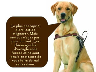 Le plus approprié,
alors, est de
m'ignorer. Mais
surtout n’ayez pas
peur du tout. Les
chiens-guides
d’aveugle sont
formés et ne sont
jamais en mesure de
vous faire du mal
sans raison.
 