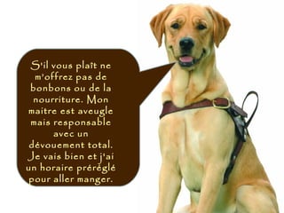 S'il vous plaît ne
m’offrez pas de
bonbons ou de la
nourriture. Mon
maitre est aveugle
mais responsable
avec un
dévouement total.
Je vais bien et j'ai
un horaire préréglé
pour aller manger.
 