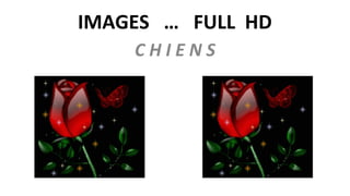 IMAGES … FULL HD
C H I E N S
 