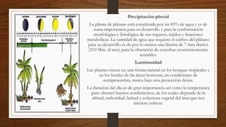 Precipitación pluvial
La planta de plátano está constituida por un 85% de agua y es de
suma importancia para su desarrollo y para la conformación
morfológica y fisiológica de sus órganos, tejidos y funciones
metabólicas. La cantidad de agua que requiere el cultivo del plátano
para su desarrollo es de por lo menos una lámina de 7 mm diarios
(210 Mm. al mes) para la obtención de cosechas económicamente
rentables.
Luminosidad
Las plantas crecen en una forma natural en los bosques tropicales y
en los bordes de las áreas boscosas, en condiciones de
semipenumbra, nunca bajo una protección densa.
La duración del día es de gran importancia así como la temperatura
para obtener buenos rendimientos, de los cuales depende de la
altitud, nubosidad, latitud y cobertura vegetal del área que nos
interese cultivar.
 