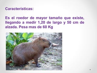 Características:
Es el roedor de mayor tamaño que existe,
llegando a medir 1,20 de largo y 50 cm de
alzada. Pesa mas de 60...
