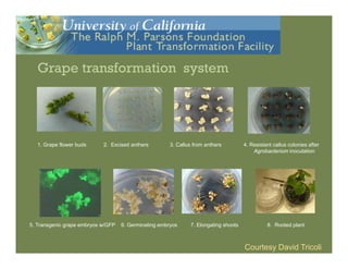 IP Management Strategies in Public Research Institutions