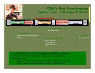 IP Management Strategies in Public Research Institutions