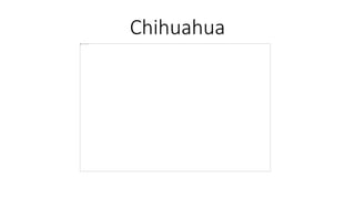 Chihuahua
 