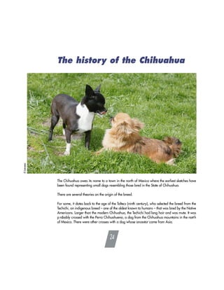 The history of the Chihuahua
The Chihuahua owes its name to a town in the north of Mexico where the earliest sketches have
been found representing small dogs resembling those bred in the State of Chihuahua.
There are several theories on the origin of the breed.
For some, it dates back to the age of the Toltecs (ninth century), who selected the breed from the
Techichi, an indigenous breed – one of the oldest known to humans – that was bred by the Native
Americans. Larger than the modern Chihuahua, the Techichi had long hair and was mute. It was
p robably crossed with the Perro Chihuahueno, a dog from the Chihuahua mountains in the north
of Mexico. There were other crosses with a dog whose ancestor came from Asia.
24
 