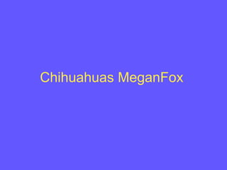 Chihuahuas MeganFox
 