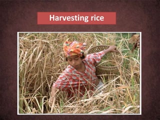 Harvesting rice
 