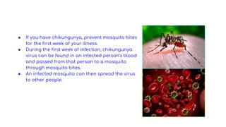 ● If you have chikungunya, prevent mosquito bites
for the first week of your illness.
● During the first week of infection, chikungunya
virus can be found in an infected person’s blood
and passed from that person to a mosquito
through mosquito bites.
● An infected mosquito can then spread the virus
to other people.
 