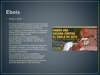 • Datos y cifras 
• El virus del Ebola causa en el ser humano 
la enfermedad homónima (antes conocida 
como fiebre hemorrágica del Ebola). 
• Los brotes de enfermedad por el virus del 
Ebola (EVE) tienen una tasa de letalidad 
que puede llegar al 90%. 
• Los brotes de EVE se producen 
principalmente en aldeas remotas de 
África central y occidental, cerca de la 
selva tropical. 
• El virus es transmitido al ser humano por 
animales salvajes y se propaga en las 
poblaciones humanas por transmisión de 
persona a persona. 
• Se considera que los huéspedes 
naturales del virus son los murciélagos 
frugívoros de la familia Pteropodidae. 
• No hay tratamiento específico ni vacuna 
para las personas ni los animales. 
 