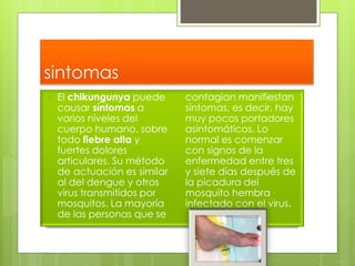 sintomas 
 El chikungunya puede 
causar síntomas a 
varios niveles del 
cuerpo humano, sobre 
todo fiebre alta y 
fuertes dolores 
articulares. Su método 
de actuación es similar 
al del dengue y otros 
virus transmitidos por 
mosquitos. La mayoría 
de las personas que se 
contagian manifiestan 
síntomas, es decir, hay 
muy pocos portadores 
asintomáticos. Lo 
normal es comenzar 
con signos de la 
enfermedad entre tres 
y siete días después de 
la picadura del 
mosquito hembra 
infectado con el virus. 
 