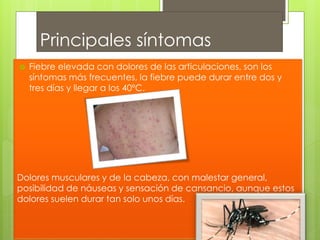 Principales síntomas 
 Fiebre elevada con dolores de las articulaciones, son los 
síntomas más frecuentes, la fiebre puede durar entre dos y 
tres días y llegar a los 40ºC. 
Dolores musculares y de la cabeza, con malestar general, 
posibilidad de náuseas y sensación de cansancio, aunque estos 
dolores suelen durar tan solo unos días. 
 