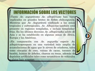 INFORMACIÓN SOBRE LOS VECTORES 
oTanto Ae. aegypticomo Ae. albopictusse han visto 
implicados en grandes brotes de fiebre chikungunya. 
Mientras que Ae. Aegyptiestá confinado a las zonas 
tropicales y subtropicales, Ae. Albopictus también está 
presente en regiones templadas, e incluso templadas-frías. 
En los últimos decenios Ae. albopictusha salido de 
Asia y se ha establecido en algunas zonas de África, 
Europa y las Américas. 
oEn comparación con Ae. aegyptila especie Ae. 
albopictusprospera en una variedad más amplia de 
acumulaciones de agua que le sirven de criaderos, tales 
como cáscaras de coco, vainas de cacao, tocones de 
bambú, huecos de árboles, charcos en rocas, además de 
depósitos artificiales tales como neumáticos de vehículos 
o platos bajo macetas. 
 