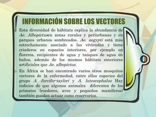 INFORMACIÓN SOBRE LOS VECTORES 
o Esta diversidad de hábitats explica la abundancia de 
Ae. Albopictusen zonas rurales y periurbanas y en 
parques urbanos sombreados. Ae. aegypti está más 
estrechamente asociado a las viviendas y tiene 
criaderos en espacios interiores, por ejemplo en 
floreros, recipientes de agua y tanques de agua en 
baños, además de los mismos hábitats exteriores 
artificiales que Ae. albopictus. 
o En África se han encontrado varios otros mosquitos 
vectores de la enfermedad, entre ellos especies del 
grupo A. furcifer-taylori y A. luteocephalus Hay 
indicios de que algunos animales diferentes de los 
primates (roedores, aves y pequeños mamíferos) 
también pueden actuar como reservorios. 
 