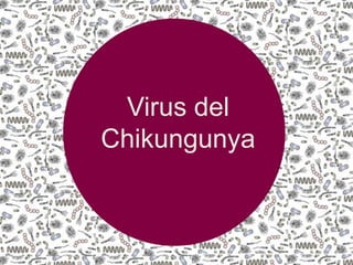 Virus del
Chikungunya
 
