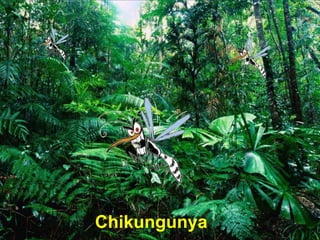Chikungunya
 