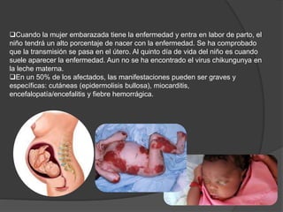 Cuando la mujer embarazada tiene la enfermedad y entra en labor de parto, el
niño tendrá un alto porcentaje de nacer con la enfermedad. Se ha comprobado
que la transmisión se pasa en el útero. Al quinto día de vida del niño es cuando
suele aparecer la enfermedad. Aun no se ha encontrado el virus chikungunya en
la leche materna.
En un 50% de los afectados, las manifestaciones pueden ser graves y
específicas: cutáneas (epidermolisis bullosa), miocarditis,
encefalopatía/encefalitis y fiebre hemorrágica.
 