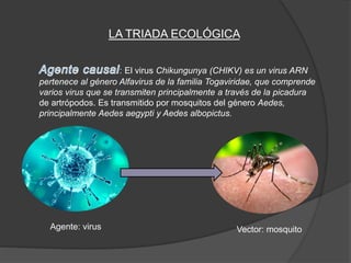 LA TRIADA ECOLÓGICA
: El virus Chikungunya (CHIKV) es un virus ARN
pertenece al género Alfavirus de la familia Togaviridae, que comprende
varios virus que se transmiten principalmente a través de la picadura
de artrópodos. Es transmitido por mosquitos del género Aedes,
principalmente Aedes aegypti y Aedes albopictus.
Agente: virus Vector: mosquito
 