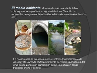 : el mosquito que trasmite la fiebre
chikungunya se reproduce en aguas detenidas. También en
recipientes de agua mal tapados (bebederos de los animales, tachos,
etc.)
En nuestro país, la presencia de los vectores (principalmente de
Ae. aegypti), sumado al desplazamiento de viajeros portadores del
virus desde zonas con transmisión activa., se sitúa en zonas
tropicales (norte y centro)
 