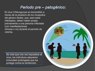 El virus Chikungunya es transmitido a
través de la picadura de los mosquitos
del género Aedes, que, para estar
infectados, deben haber picado
previamente a una persona infectada
(con manifestaciones
clínicas o no) durante el período de
viremia.
Se cree que una vez expuestos al
virus, los individuos adquieren
inmunidad prolongada que los
protege contra la reinfección.
 