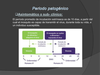 Asintomático o sub- clínico:
El período promedio de incubación extrínseca es de 10 días, a partir del
cual el mosquito es capaz de transmitir el virus, durante toda su vida, a
un individuo susceptible.
 