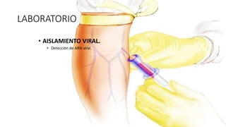 LABORATORIO
• AISLAMIENTO VIRAL.
• Detección de ARN viral.
 