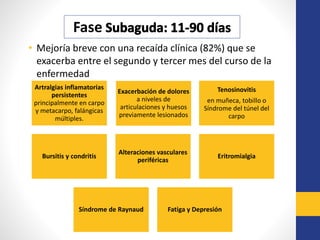 • Mejoría breve con una recaída clínica (82%) que se
exacerba entre el segundo y tercer mes del curso de la
enfermedad
Fase
Artralgias inflamatorias
persistentes
principalmente en carpo
y metacarpo, falángicas
múltiples.
Exacerbación de dolores
a niveles de
articulaciones y huesos
previamente lesionados
Tenosinovitis
en muñeca, tobillo o
Síndrome del túnel del
carpo
Bursitis y condritis
Alteraciones vasculares
periféricas
Eritromialgia
Síndrome de Raynaud Fatiga y Depresión
 