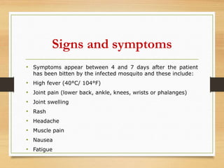 Signs and symptoms
• Symptoms appear between 4 and 7 days after the patient
has been bitten by the infected mosquito and these include:
• High fever (40°C/ 104°F)
• Joint pain (lower back, ankle, knees, wrists or phalanges)
• Joint swelling
• Rash
• Headache
• Muscle pain
• Nausea
• Fatigue
 
