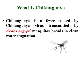 Chikungunya PPT