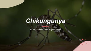 Chikungunya
R2 MF Gamero Cano Miguel Arturo
 
