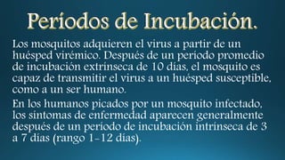 Los mosquitos adquieren el virus a partir de un 
huésped virémico. Después de un período promedio 
de incubación extrínseca de 10 días, el mosquito es 
capaz de transmitir el virus a un huésped susceptible, 
como a un ser humano. 
En los humanos picados por un mosquito infectado, 
los síntomas de enfermedad aparecen generalmente 
después de un período de incubación intrínseca de 3 
a 7 días (rango 1-12 días). 
 